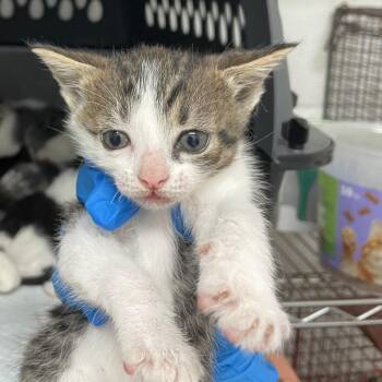 Charlee -  Domestic Short Hair Cat for Adoption in Edinburg, Texas - Charlee | PetCurious