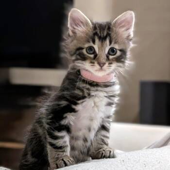 Wakka Wakka 28 -  Domestic Medium Hair Cat for Adoption in Austin, Texas - Wakka Wakka 28 | PetCurious