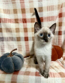 Rescue Siamese Cats for Adoption in Ball Ground, Georgia - Moscato | PetCurious