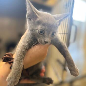 Domestic Short Hair Cats Available for Adoption in Corinth, Mississippi - Sully | PetCurious