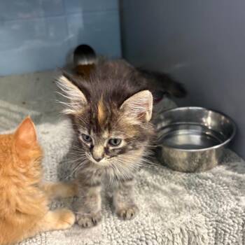 Lady Bird (Bonded to Rosalynn) -  Domestic Medium Hair Cat for Adoption in Concord, New Hampshire - Lady Bird (Bonded To Rosalynn) | PetCurious