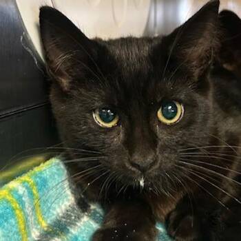 Bear -  Domestic Short Hair Cat for Adoption in Knoxville, Tennessee - Bear | PetCurious