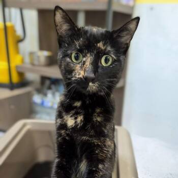 Lammie -  Domestic Short Hair Cat for Adoption in Newark, New Jersey - Lammie | PetCurious