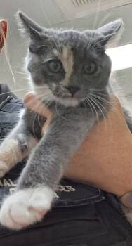Rescue Domestic Short Hair Cats for Adoption in Tulare, California - Kitty | PetCurious