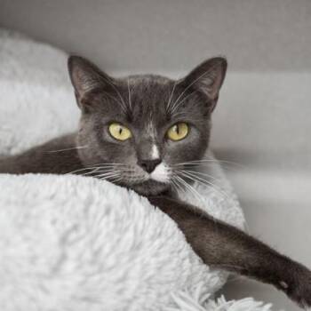Domestic Short Hair Cats Available for Adoption in Atlanta, Georgia - Gracy | PetCurious