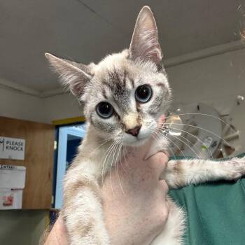 Buffy -  Siamese and Domestic Short Hair Cat for Adoption in Eureka Springs, Arkansas - Buffy | PetCurious
