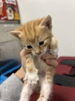 Chirpy 1348-26 -  Domestic Short Hair Cat for Adoption in Cumming, Georgia - Chirpy 1348-26 | PetCurious
