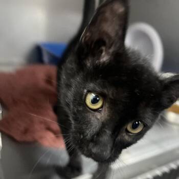 No Problemo -  Domestic Short Hair Cat for Adoption in Idaho Falls, Idaho - No Problemo | PetCurious