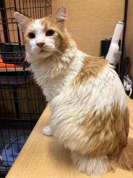 Aaron -  Tabby Cat for Adoption in Albuquerque, New Mexico - Aaron | PetCurious