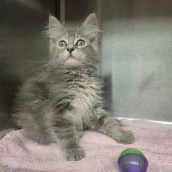 Luna -  Domestic Long Hair Cat for Adoption in Bluffton, Indiana - Luna | PetCurious