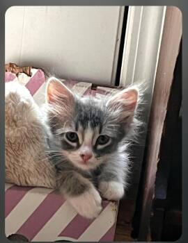 Skunky -  Domestic Medium Hair Cat for Adoption in Shawnee, Kansas - Skunky | PetCurious