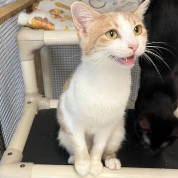 Lucia -  Domestic Short Hair Cat for Adoption in Wappingers Falls, New York - Lucia | PetCurious
