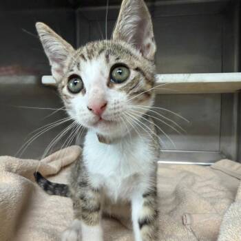 Finn -  Domestic Short Hair Cat for Adoption in Long Beach, California - Finn | PetCurious