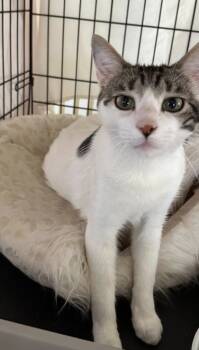 Rescue Domestic Short Hair Cats for Adoption in River Ridge, Louisiana - Audi | PetCurious