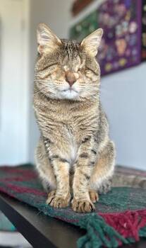 Mr.Lulu -  Tabby Cat for Adoption in Burnaby, British Columbia - Mr.Lulu | PetCurious