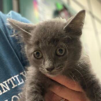 Niko -  Domestic Medium Hair Cat for Adoption in Lake Jackson, Texas - Niko | PetCurious
