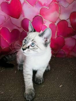 True ( Tara) -  Siamese Cat for Adoption in Vallejo, California - True ( Tara) | PetCurious
