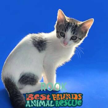 Rook -  Domestic Short Hair Cat for Adoption in Wasilla, Alaska - Rook | PetCurious