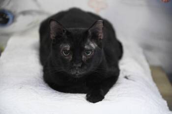 Rescue Domestic Short Hair Cats for Adoption in Saint James City, Florida - Belmont | PetCurious
