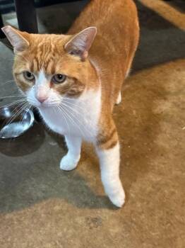 Domestic Short Hair Cats Available for Adoption in Auburn, Indiana - Guinness | PetCurious