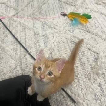 Seaglass -  Domestic Short Hair Cat for Adoption in Charlottesville, Virginia - Seaglass | PetCurious