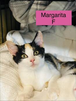 Margarita -  Domestic Short Hair Cat for Adoption in Sneads Ferry, North Carolina - Margarita | PetCurious
