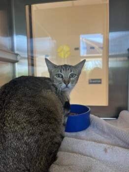 Domestic Short Hair Cats Available for Adoption in Pearland, Texas - SALLY | PetCurious