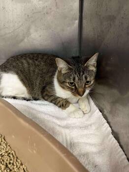 Rescue Domestic Short Hair Cats for Adoption in Ludington, Michigan - Margarita | PetCurious