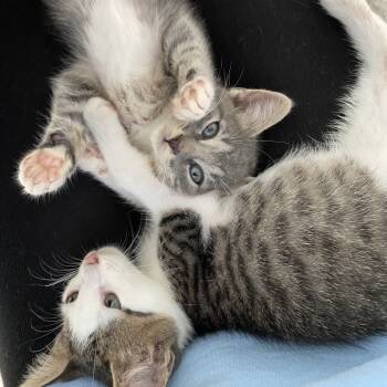 Rescue Domestic Short Hair Cats for Adoption - Jolie | PetCurious