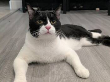 MUDSLIDE -  Domestic Short Hair Cat for Adoption in Las Vegas, Nevada - MUDSLIDE | PetCurious