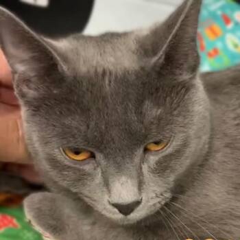 Russian Blue and Domestic Short Hair Cats Available for Adoption - Scrabble | PetCurious