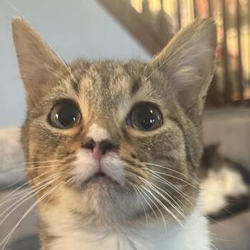 Bale -  Domestic Short Hair Cat for Adoption in Greenfield, Indiana - Bale | PetCurious