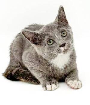 Remarkable Remington - He