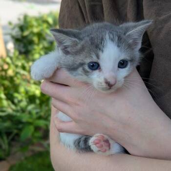 Huckleberry -  Domestic Short Hair Cat Available for Adoption in Johnstown, Pennsylvania - Huckleberry | PetCurious