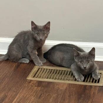Maguire -  Domestic Short Hair Cat for Adoption in York, Pennsylvania - Maguire | PetCurious