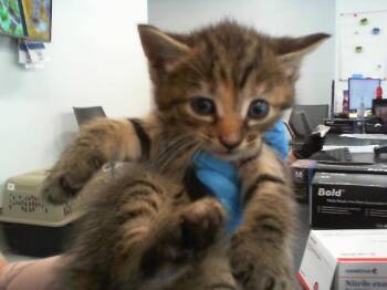 A1264113 -  Domestic Short Hair Cat for Adoption in Charlotte, North Carolina - A1264113 | PetCurious