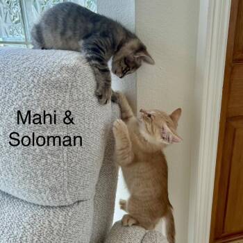 Soloman -  Domestic Short Hair Cat for Adoption in NEW PT RICHEY, Florida - Soloman | PetCurious