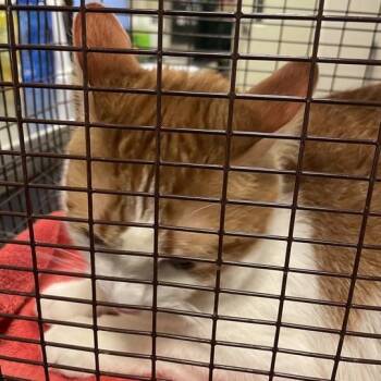 Boogie -  Domestic Short Hair Cat for Adoption in Chicago, Illinois - Boogie | PetCurious