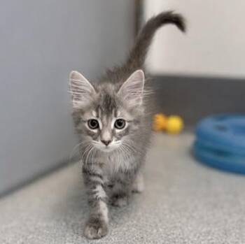 Charlotte -  Domestic Medium Hair Cat for Adoption in Orland Hills, Illinois - Charlotte | PetCurious