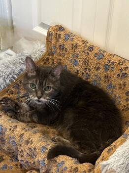 Domestic Short Hair Cats Available for Adoption - Bubba | PetCurious