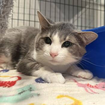 Calvin -  Domestic Short Hair Cat for Adoption in Louisville, Kentucky - Calvin | PetCurious