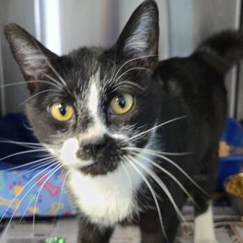 Domestic Short Hair Cats Available for Adoption - Rango | PetCurious