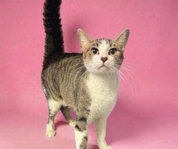 Rescue Domestic Short Hair Cats for Adoption in Morton Grove, Illinois - Rosalie | PetCurious