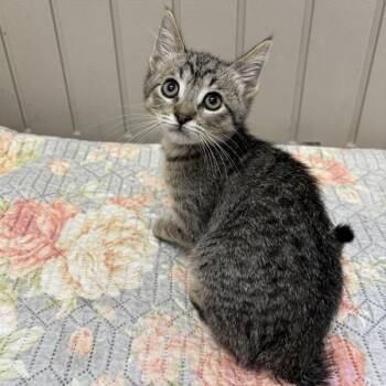 Domestic Short Hair Cats Available for Adoption in Hawthorne, California - Ray | PetCurious