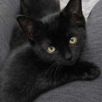 Domestic Short Hair Cats Available for Adoption in Blairsville, Georgia - Sprite | PetCurious