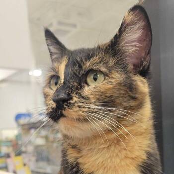 Speckles -  Domestic Short Hair Cat for Adoption in Los Angeles, California - Speckles | PetCurious