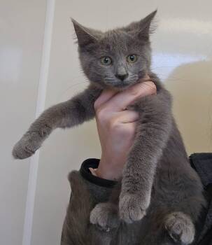 Domestic Short Hair Cats Available for Adoption - Clef | PetCurious