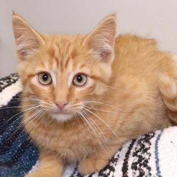 High Crown (26-2S-3) -  Domestic Short Hair Cat for Adoption in Rifle, Colorado - High Crown (26-2S-3) | PetCurious