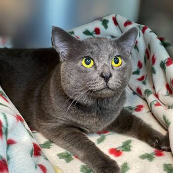 Domestic Short Hair Cats Available for Adoption in Graham, Washington - SULLY SARDINE | PetCurious