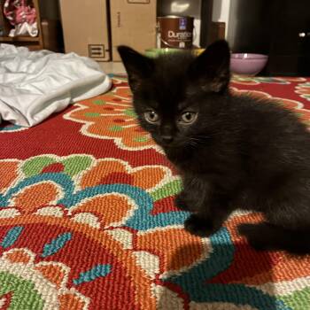 TITO -  Domestic Short Hair Cat for Adoption in Ben Avon, Pennsylvania - TITO | PetCurious